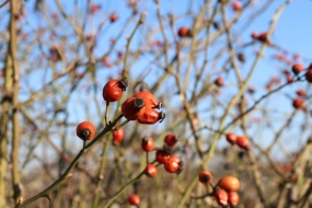 秋天野生玫瑰果成熟图片